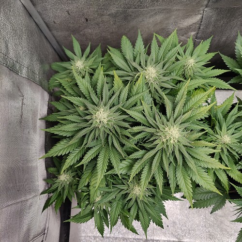 Growreport Bild 14