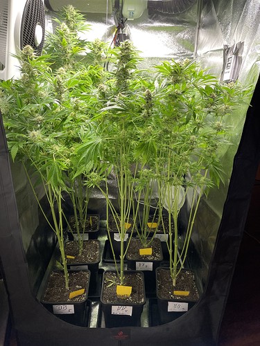 Growreport Bild 8