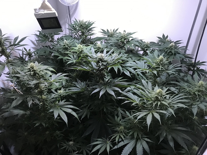 Growreport Bild 30