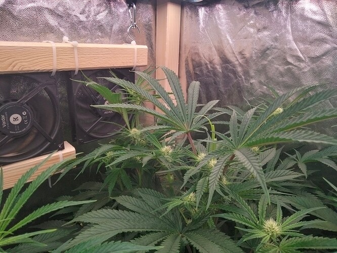 Growreport Bild 5
