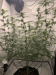 Growreport Bild 5