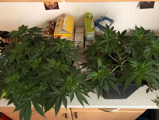 Growreport Bild 2