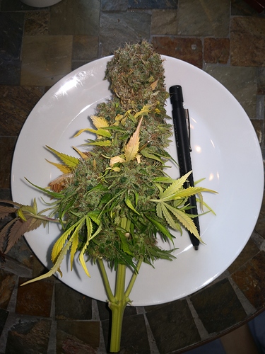 Growreport Bild 12