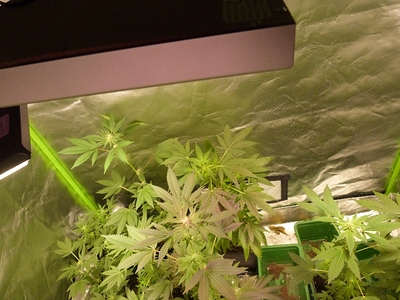 Growreport Bild 26