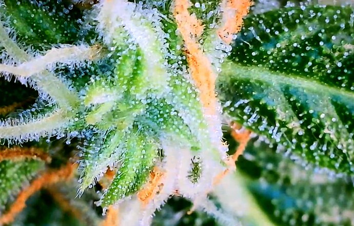 Screenshot_9
