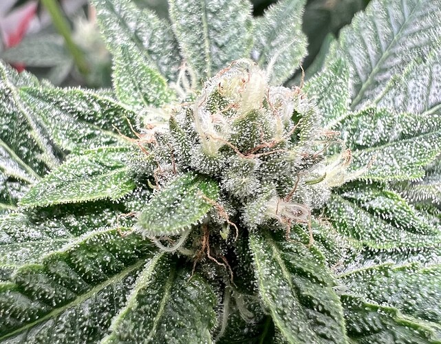 Growreport Bild 14