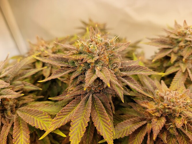 Growreport Bild 15