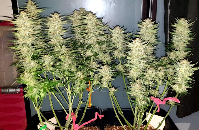 Growreport Bild 9