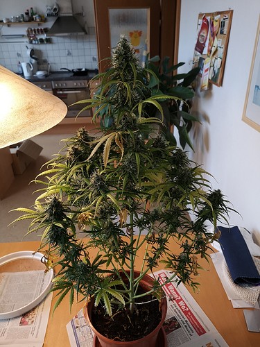 Growreport Bild 7