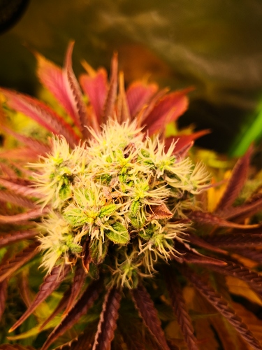 Growreport Bild 3