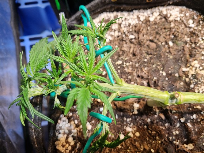 Growreport Bild 3