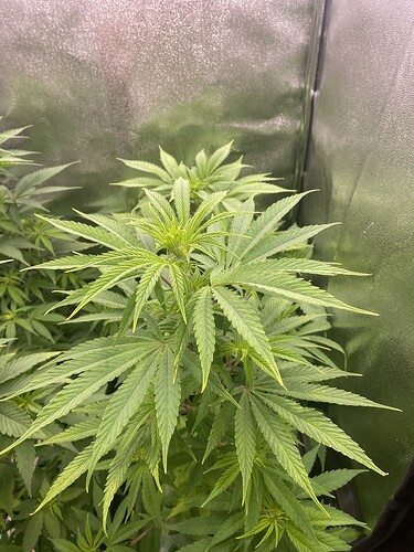 Growreport Bild 4
