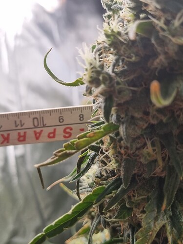 Growreport Bild 9