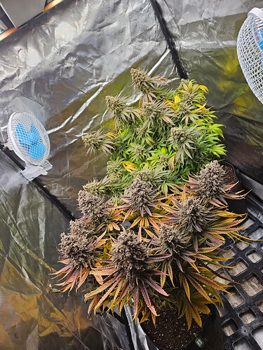 Growreport Bild 28