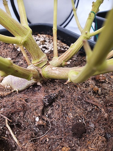 16402625876083630591810662130553