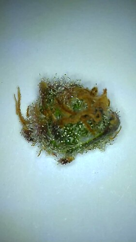 Growreport Bild 24