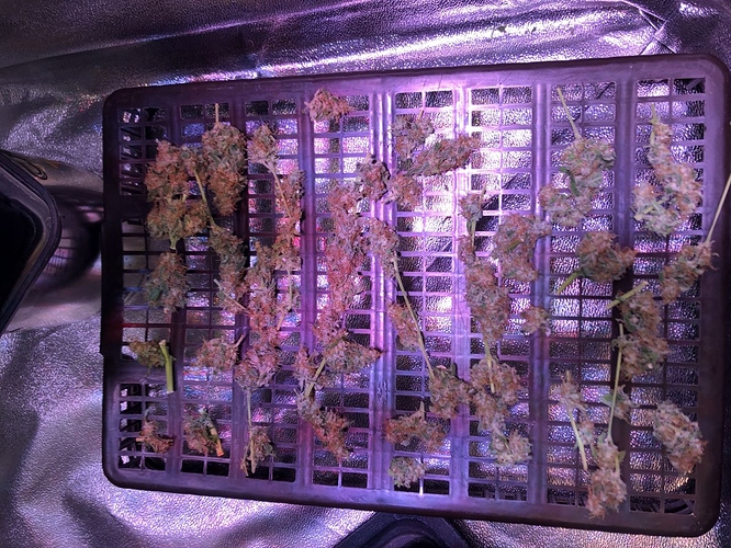 Growreport Bild 46