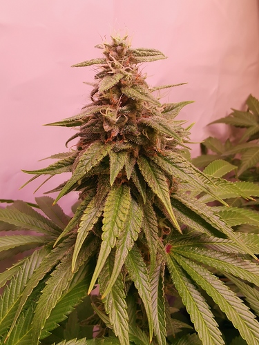 Growreport Bild 11