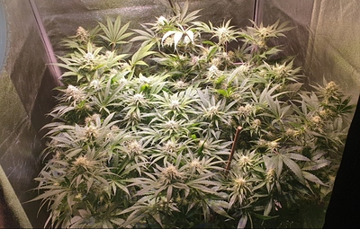 Growreport Bild 1