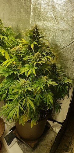 Growreport Bild 4