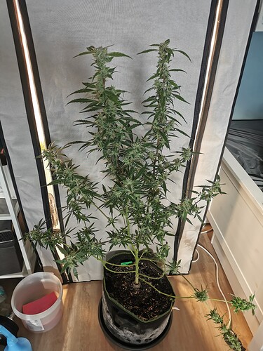 Growreport Bild 4
