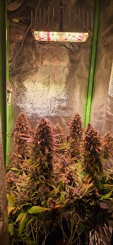 Growreport Bild 6
