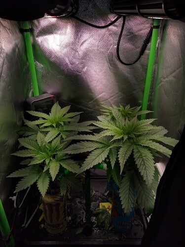 Growreport Bild 7