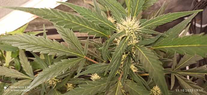 IMG-20231011-WA0033