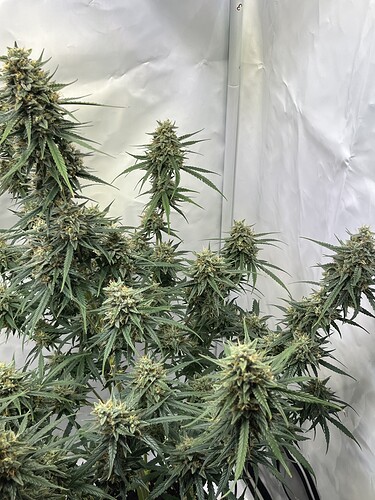 Growreport Bild 12