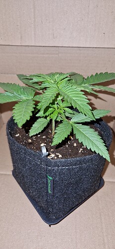 Growreport Bild 3