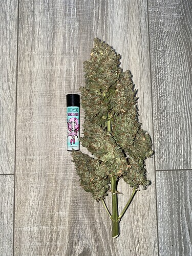 Growreport Bild 1