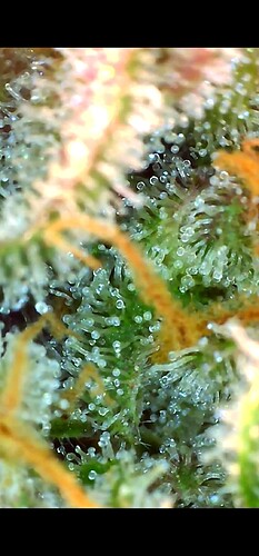 Growreport Bild 12