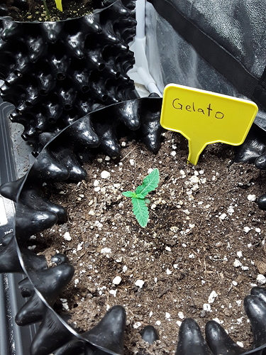 Growreport Bild 11