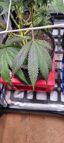 Growreport Bild 31