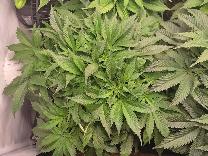 Growreport Bild 21