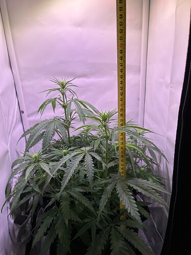 Growreport Bild 13