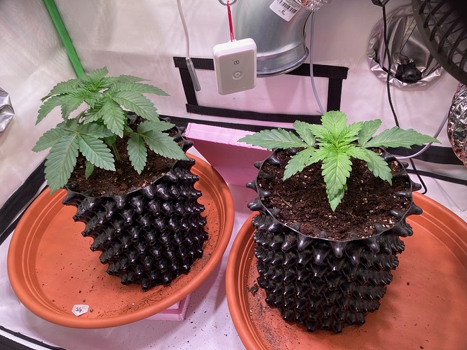 Growreport Bild 2