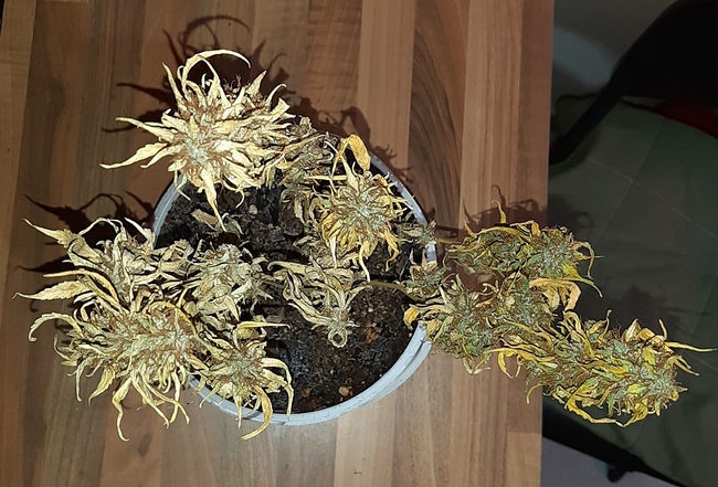 Growreport Bild 5