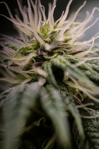 CherryMACMuffin-BT13-1753