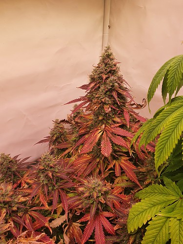 Growreport Bild 6