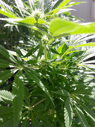 Growreport Bild 4