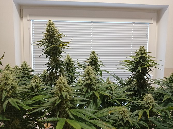 Growreport Bild 1