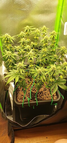 Growreport Bild 8