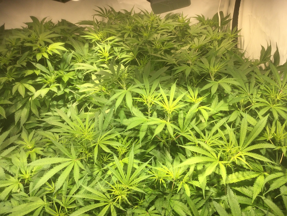 DWC Growreport indoor 2020 - Hydroponik - Forum | Cannabisanbauen.net