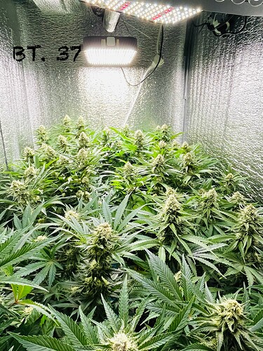 Growreport Bild 4