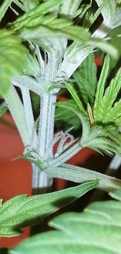 Growreport Bild 7