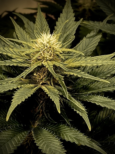 Growreport Bild 66