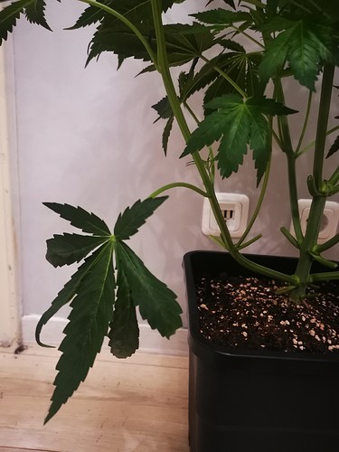 Growreport Bild 15