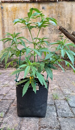 Screenshot_2023-10-26-06-44-53-982_org.telegram.messenger.web-edit