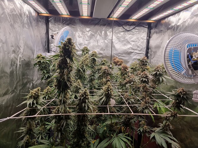 Growreport Bild 5